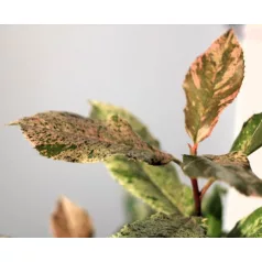   Tarka levelű korallberkenye Photinia serratifolia Pink Crispy 20-30