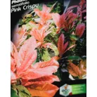 Tarka levelű korallberkenye Photinia serratifolia Pink Crispy 20-30