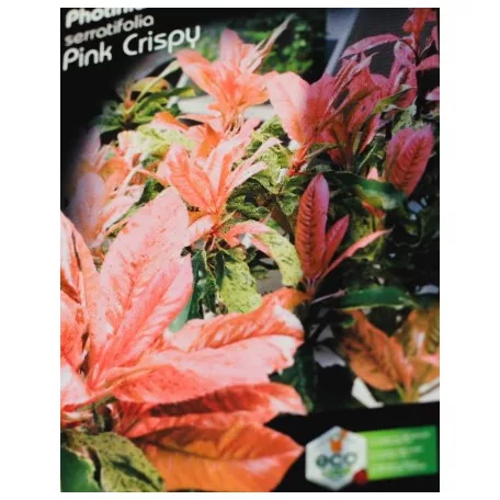 Tarka levelű korallberkenye Photinia serratifolia Pink Crispy 20-30