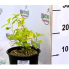 Hólyagvessző Physocarpus opulifolius Dart's Gold 10/+ cm