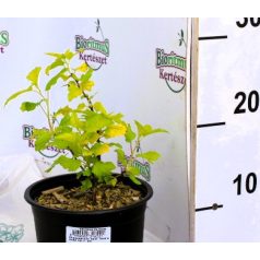   Hólyagvessző Physocarpus opulifolius Dart's Gold 10/+ cm