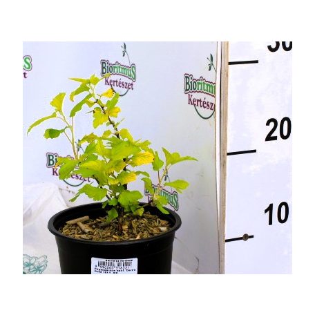 Hólyagvessző Physocarpus opulifolius Dart's Gold 10/+ cm