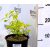 Hólyagvessző Physocarpus opulifolius Dart's Gold 10/+ cm
