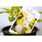 Hólyagvessző Physocarpus opulifolius Dart's Gold 10/+ cm