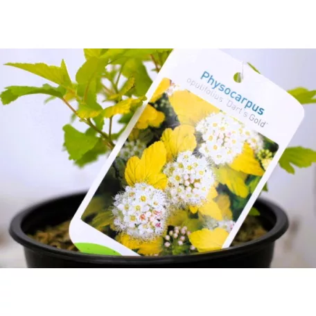 Hólyagvessző Physocarpus opulifolius Dart's Gold 10/+ cm