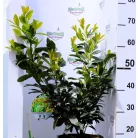Babérmeggy Prunus laurocerasus Titan 40-50 cm