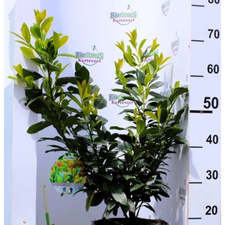 Babérmeggy Prunus laurocerasus Titan 40-50 cm