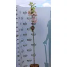 Oszlopos japán díszcseresznye Prunus serrulata Amanogawa Stam 120 cm