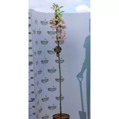   Oszlopos japán díszcseresznye Prunus serrulata Amanogawa Stam 120 cm