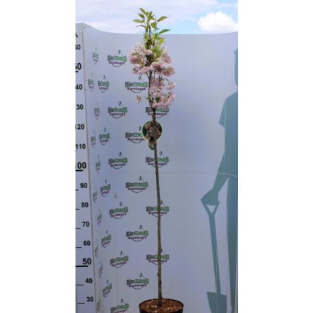 Oszlopos japán díszcseresznye Prunus serrulata Amanogawa Stam 120 cm