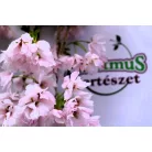 Oszlopos japán díszcseresznye Prunus serrulata Amanogawa Stam 120 cm