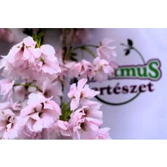   Oszlopos japán díszcseresznye Prunus serrulata Amanogawa Stam 120 cm