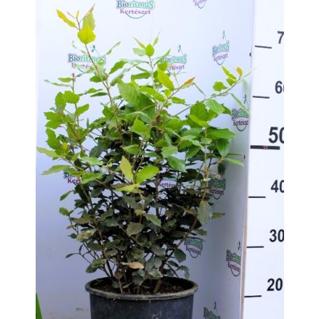 Magyaltölgy Quercus ilex 35 cm