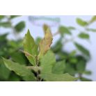 Magyaltölgy Quercus ilex 35 cm