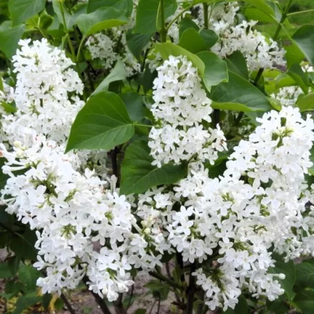 Közönséges fehér orgona Syringa vulg. Alba 60-80 cm