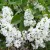 Közönséges fehér orgona Syringa vulg. Alba 60-80 cm