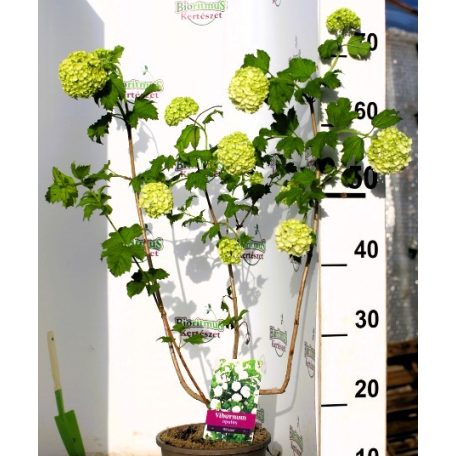 Viburnum opulus Roseum 40/+ cm