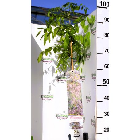 Rózsaszín lilaakác Wisteria flor. Rosea 80-100 cm