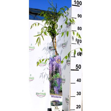Lilaakác (halványlila) Wisteria formosa Issai 80-100 cm