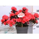 Törpe japán kárminpiros azálea Rhododendron japonica Maruschka 20-25 cm