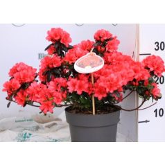   Törpe japán kárminpiros azálea Rhododendron japonica Maruschka 20-25 cm
