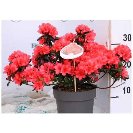 Törpe japán kárminpiros azálea Rhododendron japonica Maruschka 20-25 cm