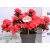 Törpe japán kárminpiros azálea Rhododendron japonica Maruschka 20-25 cm