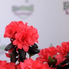   Törpe japán kárminpiros azálea Rhododendron japonica Maruschka 20-25 cm