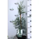 Arizónia ciprus kék Cupressus ariz. Glauca 25-30 cm