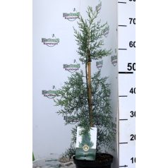 Arizónia ciprus kék Cupressus ariz. Glauca 25-30 cm