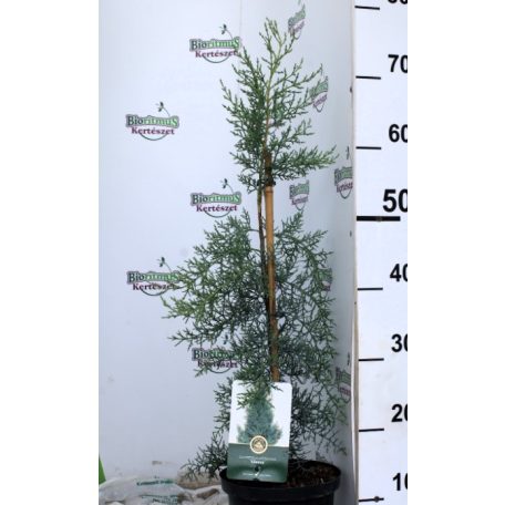 Arizónia ciprus kék Cupressus ariz. Glauca 25-30 cm
