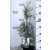 Arizónia ciprus kék Cupressus ariz. Glauca 25-30 cm