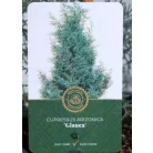 Arizónia ciprus kék Cupressus ariz. Glauca 25-30 cm