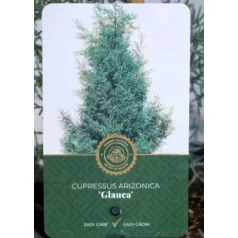 Arizónia ciprus kék Cupressus ariz. Glauca 25-30 cm