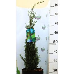 Juniperus comm. Sentinel 60-80 cm