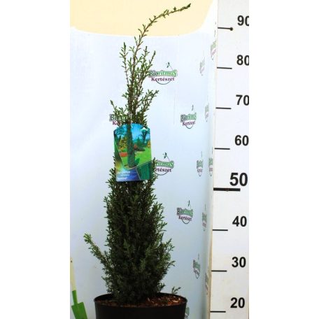 Juniperus comm. Sentinel 60-80 cm