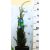 Juniperus comm. Sentinel 60-80 cm
