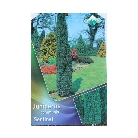 Juniperus comm. Sentinel 60-80 cm
