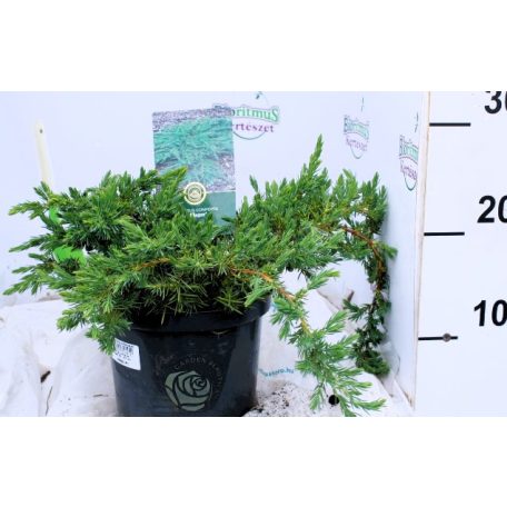 Terülő fövenyboróka Juniperus conferta Schlager 20-25 cm