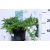 Terülő fövenyboróka Juniperus conferta Schlager 20-25 cm