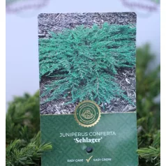 Terülő fövenyboróka Juniperus conferta Schlager 20-25 cm