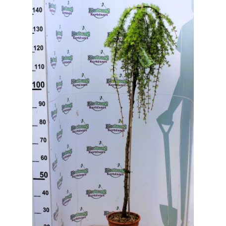 Csüngő japán vörösfenyő Larix kaempf. Stiff Weeper Stam 120 cm