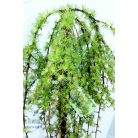 Csüngő japán vörösfenyő Larix kaempf. Stiff Weeper Stam 120 cm