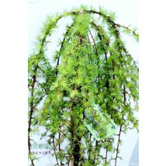   Csüngő japán vörösfenyő Larix kaempf. Stiff Weeper Stam 120 cm