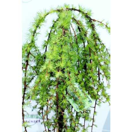 Csüngő japán vörösfenyő Larix kaempf. Stiff Weeper Stam 120 cm
