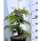 Libanoni csüngő cédrus Cedrus libani Dino 40-50 cm