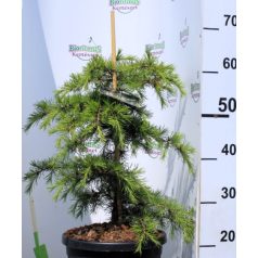 Libanoni csüngő cédrus Cedrus libani Dino 40-50 cm