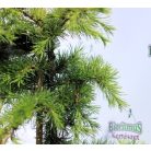 Libanoni csüngő cédrus Cedrus libani Dino 40-50 cm