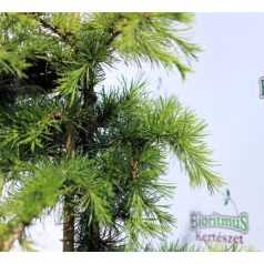 Libanoni csüngő cédrus Cedrus libani Dino 40-50 cm