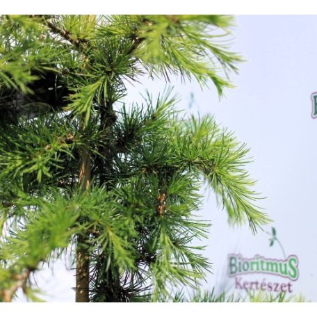 Libanoni csüngő cédrus Cedrus libani Dino 40-50 cm